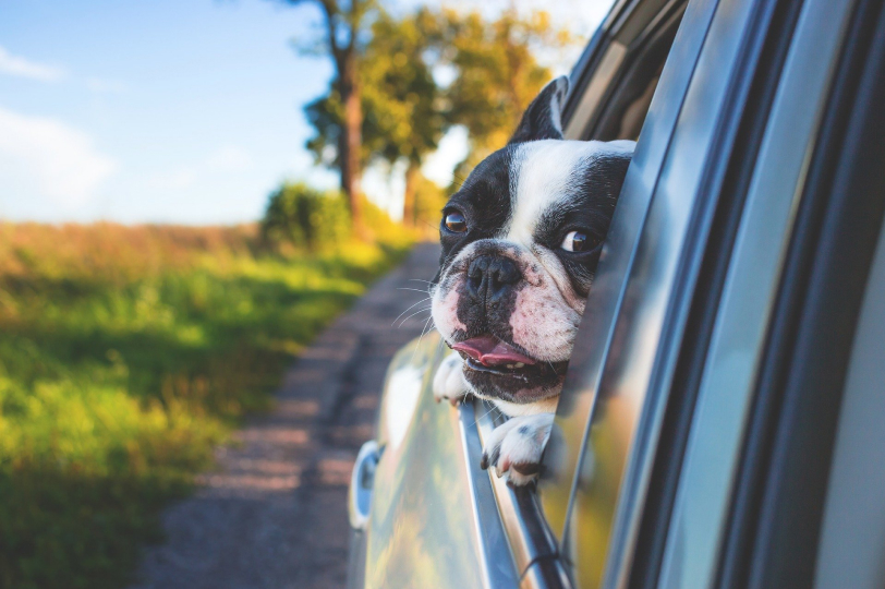 dog sticking its head out of window