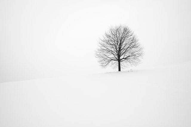 tree in the snow